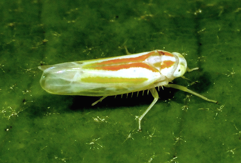 Cicadellidae:  Alebra albostriella